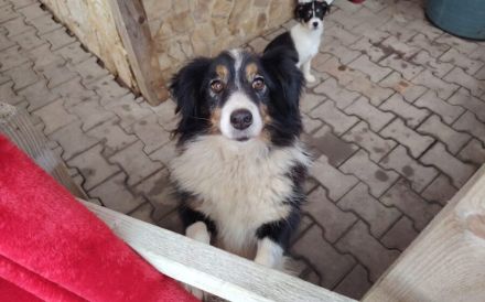 Vroni sucht ein liebevolles Zuhause