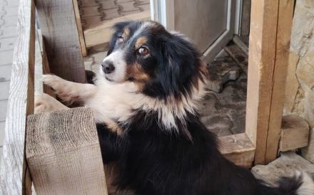 Vroni sucht ein liebevolles Zuhause