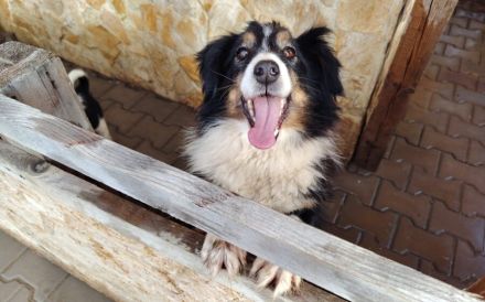 Vroni sucht ein liebevolles Zuhause