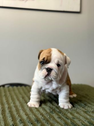 Englische Bulldoggenwelpen verfügbar in der Hauszucht "Von Teodor" FCI!