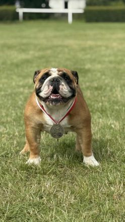 Englische Bulldoggenwelpen verfügbar in der Hauszucht "Von Teodor" FCI!