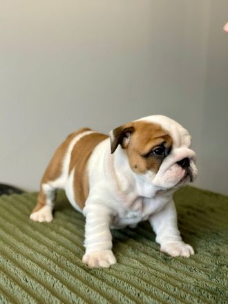 Englische Bulldoggenwelpen verfügbar in der Hauszucht "Von Teodor" FCI!