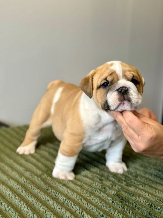 Englische Bulldoggenwelpen verfügbar in der Hauszucht "Von Teodor" FCI!