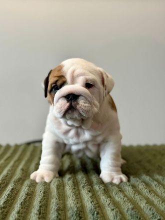 Englische Bulldoggenwelpen verfügbar in der Hauszucht "Von Teodor" FCI!