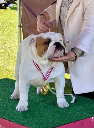 Englische Bulldoggenwelpen verfügbar in der Hauszucht "Von Teodor" FCI!