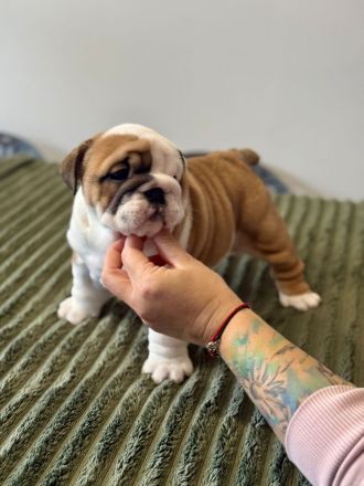 Englische Bulldoggenwelpen verfügbar in der Hauszucht "Von Teodor" FCI!