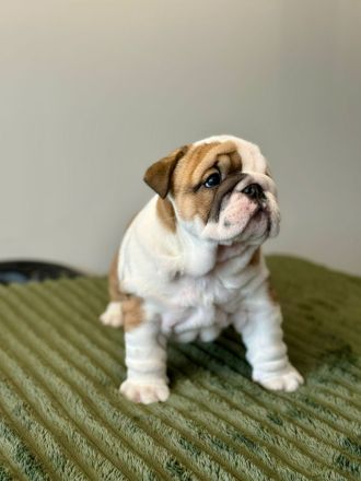 Englische Bulldoggenwelpen verfügbar in der Hauszucht "Von Teodor" FCI!