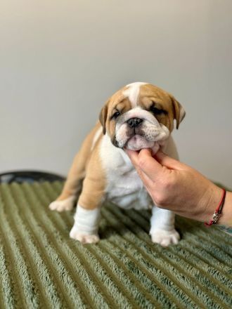 Englische Bulldoggenwelpen verfügbar in der Hauszucht "Von Teodor" FCI!
