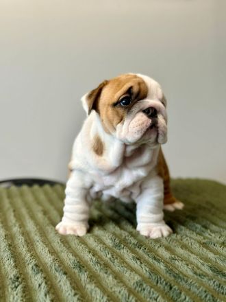 Englische Bulldoggenwelpen verfügbar in der Hauszucht "Von Teodor" FCI!