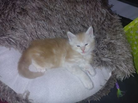 Rauch, Silber und Feuer. 3 Maine Coon Kitten suchen Für-Immer-Zuhause