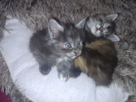 Rauch, Silber und Feuer. 3 Maine Coon Kitten suchen Für-Immer-Zuhause