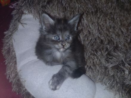 Rauch, Silber und Feuer. 3 Maine Coon Kitten suchen Für-Immer-Zuhause