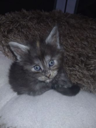 Rauch, Silber und Feuer. 3 Maine Coon Kitten suchen Für-Immer-Zuhause