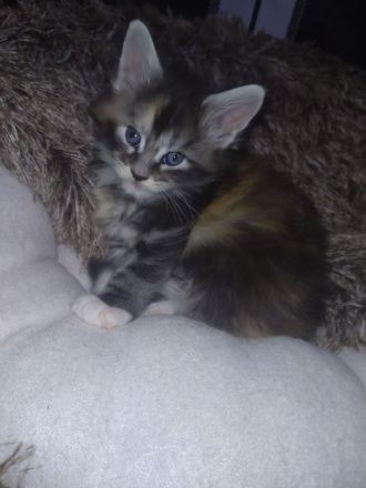 Rauch, Silber und Feuer. 3 Maine Coon Kitten suchen Für-Immer-Zuhause