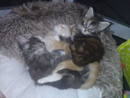 Rauch, Silber und Feuer. 3 Maine Coon Kitten suchen Für-Immer-Zuhause