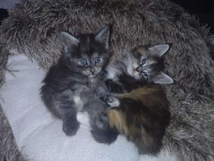 Rauch, Silber und Feuer. 3 Maine Coon Kitten suchen Für-Immer-Zuhause