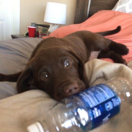 Labrador Retriever Welpen abzugeben