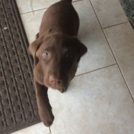 Labrador Retriever Welpen abzugeben