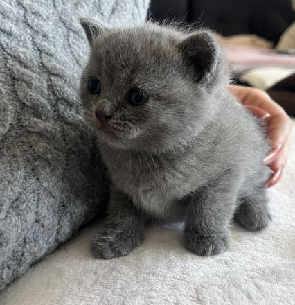 BKH Kitten, Kätzchen, Baby Katzen