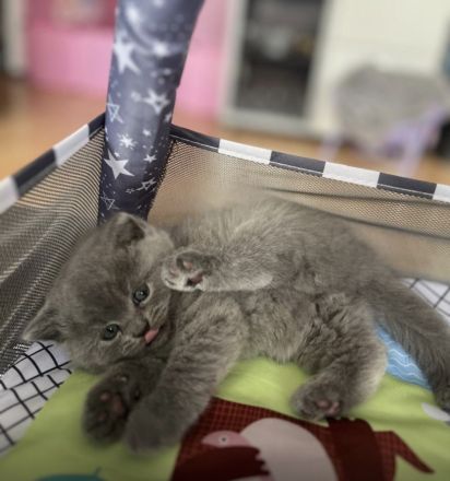 BKH Kitten, Kätzchen, Baby Katzen