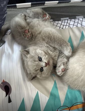 BKH Kitten, Kätzchen, Baby Katzen