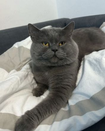 BKH Kitten, Kätzchen, Baby Katzen