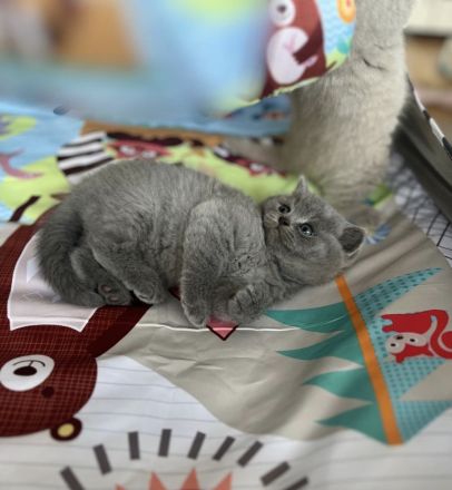 BKH Kitten, Kätzchen, Baby Katzen