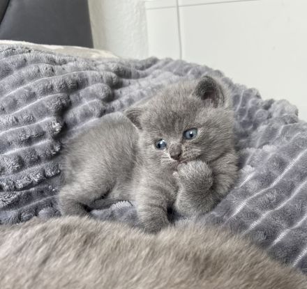 BKH Kitten, Kätzchen, Baby Katzen