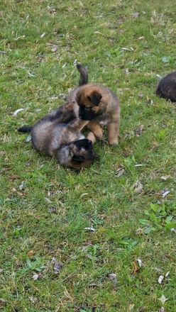 Alt-Deutsche- Schäferhunde Jungs suchen
