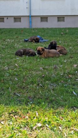 Alt-Deutsche- Schäferhunde Jungs suchen