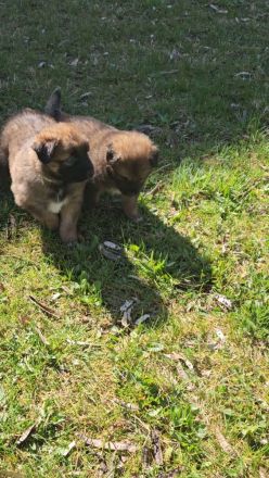 Alt-Deutsche- Schäferhunde Jungs suchen