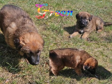 Alt-Deutsche- Schäferhunde Jungs suchen
