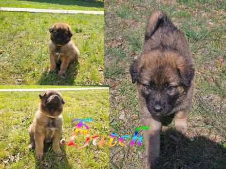 Alt-Deutsche- Schäferhunde Jungs suchen