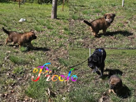 Alt-Deutsche- Schäferhunde Jungs suchen
