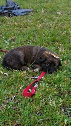 Alt-Deutsche- Schäferhunde Jungs suchen