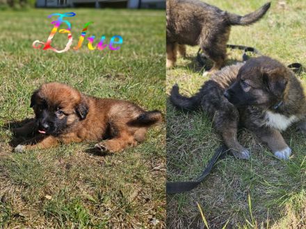 Alt-Deutsche- Schäferhunde Jungs suchen