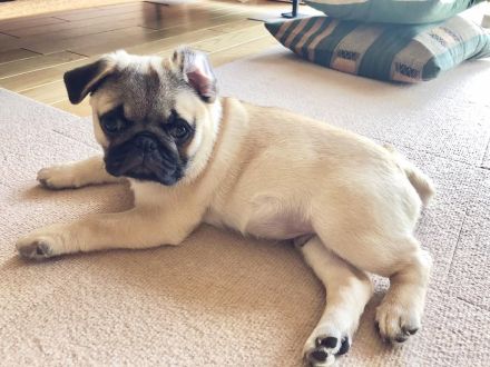 Mops Rüde