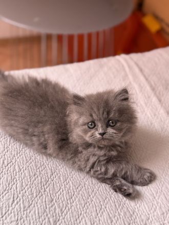 Süße British Kurzhaar Perser Mix Kitten