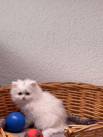 Süße British Kurzhaar Perser Mix Kitten