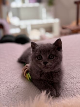 Süße British Kurzhaar Perser Mix Kitten