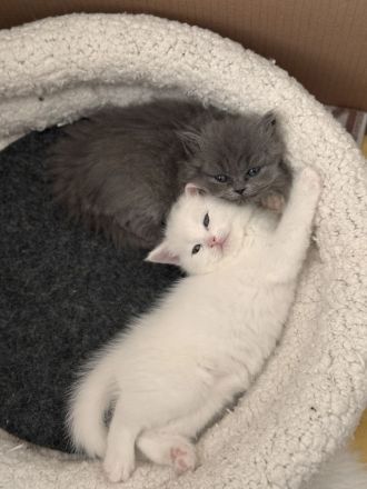 Süße British Kurzhaar Perser Mix Kitten