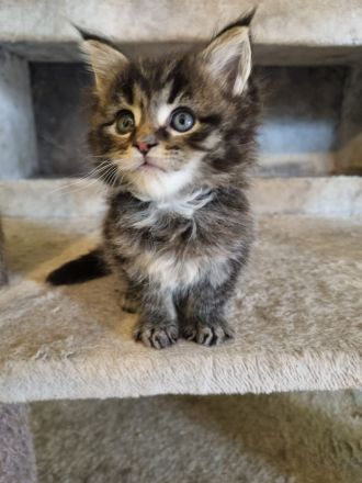 XXL Maine Coon Kitten Reinrassig
