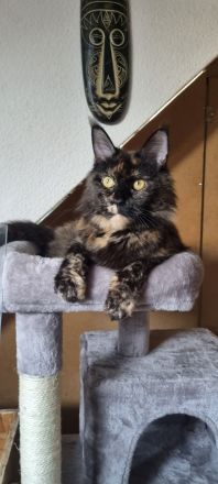 XXL Maine Coon Kitten Reinrassig
