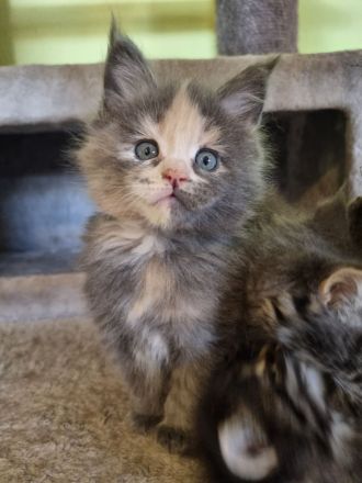 XXL Maine Coon Kitten Reinrassig