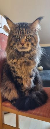 XXL Maine Coon Kitten Reinrassig