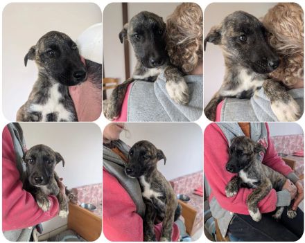 Phibi – wunderschöne gestromte Mischlingshündin