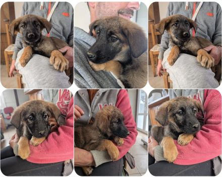 Kira – fröhliches Hundemädchen