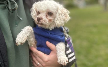 Für-Immer-Zuhause für Curly gesucht