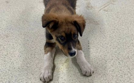 Mit Sokki kommt Leben ins Haus