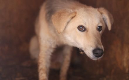 Cambera sucht empathische Menschen